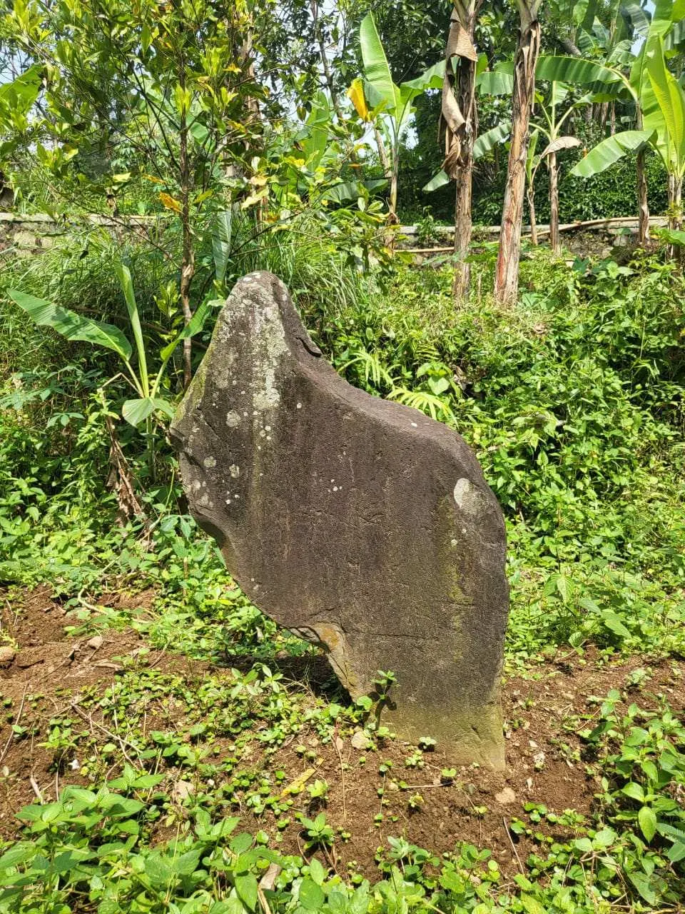 Batu Mirip Kujang Ditemukan Di Atas Bukit Desa Purwasari, Camat Dramaga Sidak Lokasi