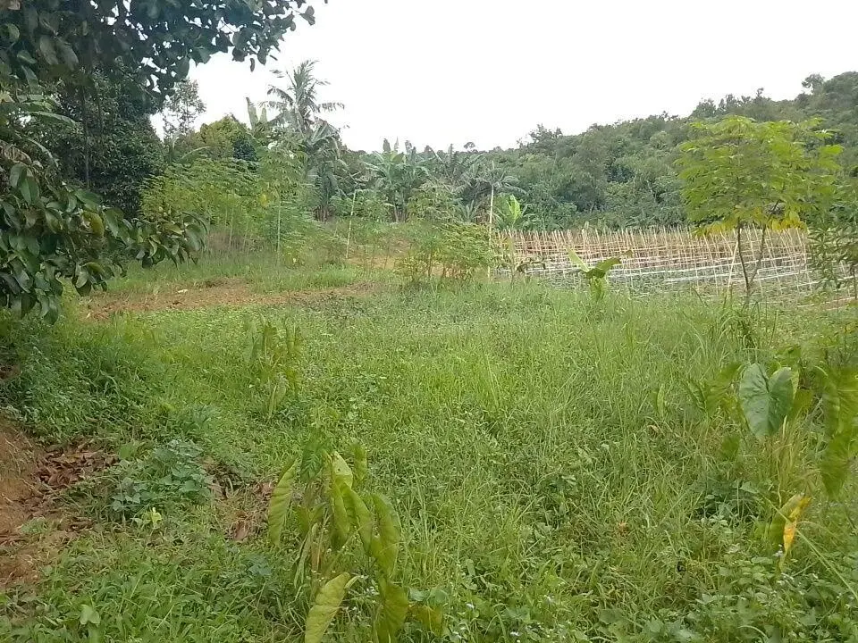 Irigasi Mati Hingga Sawah Mengering di Desa Pangradin, Petani Terancam Gagal Panen