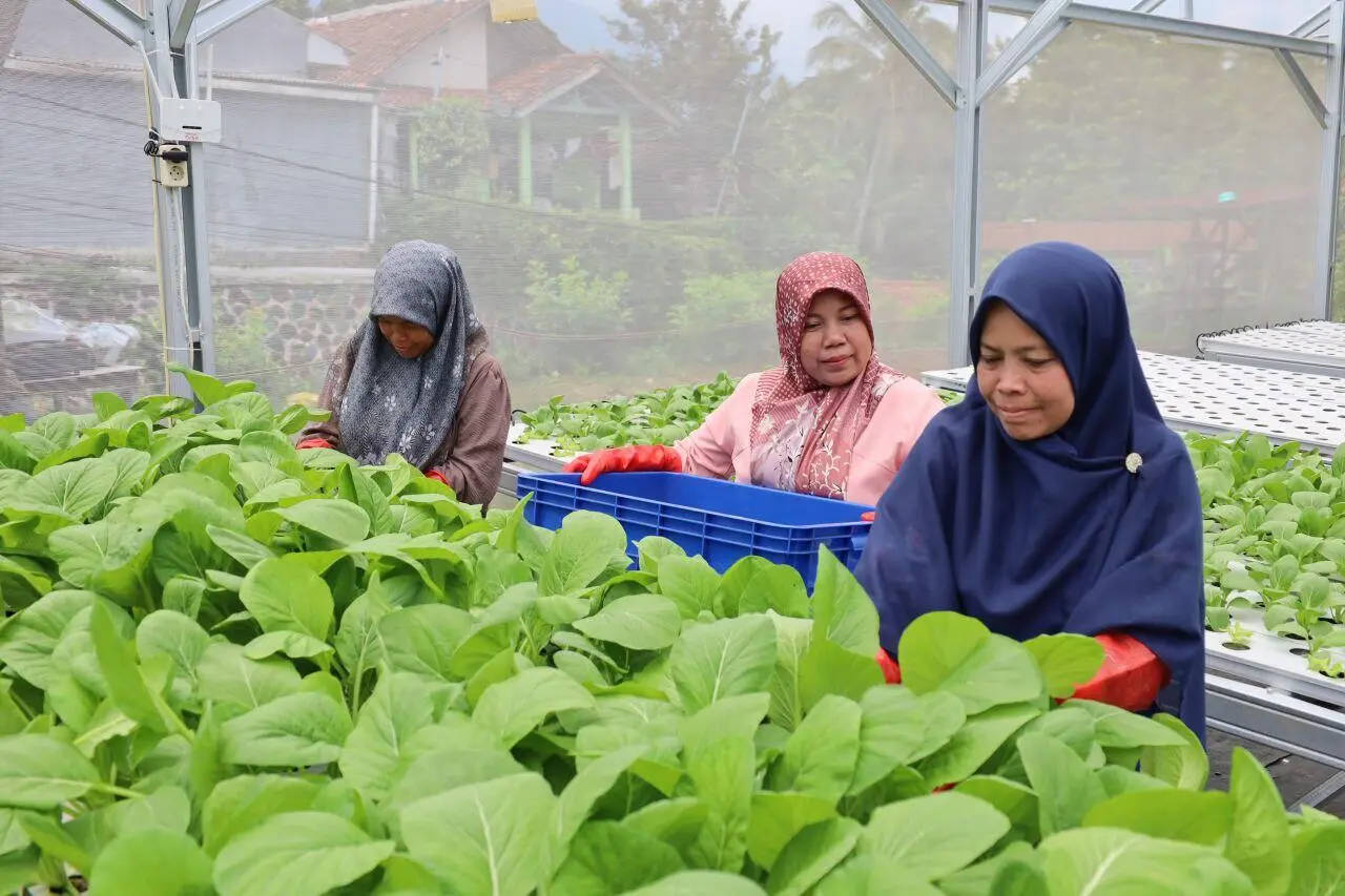 Prodi PPP SV IPB Latih Petani KWT Ciharashas Terapkan GHP dan Olah Kompos Ramah Lingkungan